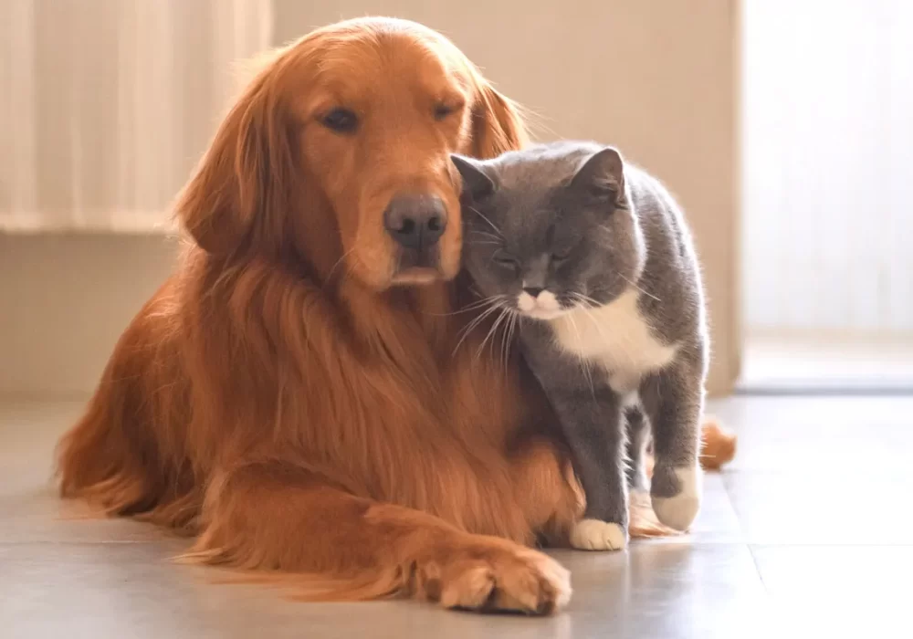 golden-retriever-dog-and-grey-british-short-hair-cat-snuggling golden-retriever-dog-and-grey-british-short-hair-cat-snuggling